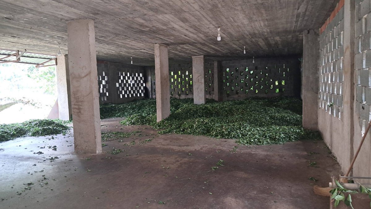 Üreticilerden ÇAYKUR'a 'kota' tepkisi: Çay alımı karaborsaya düştü