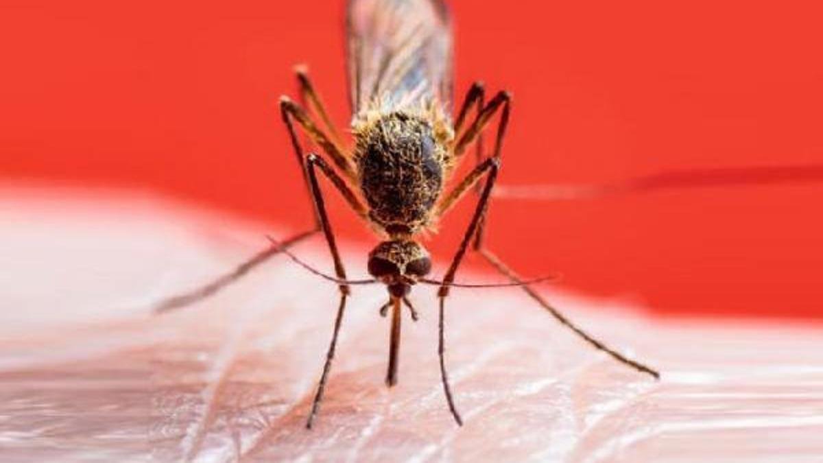 Dünyada yeni salgın alarmı: Çin'den yayılan chikungunya virüsü için seyahat uyarısı yayımlandı!