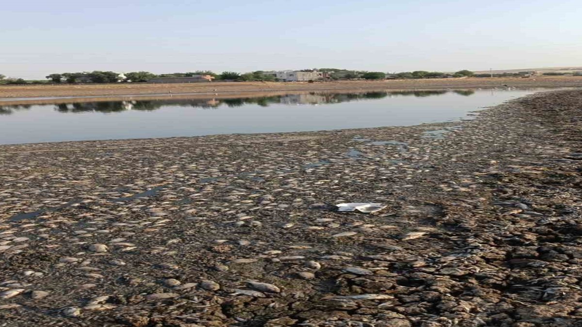 Mardin'de kuraklık felaketi: Su çekilen gölette binlerce balık can verdi! Köyde kötü koku alarmı