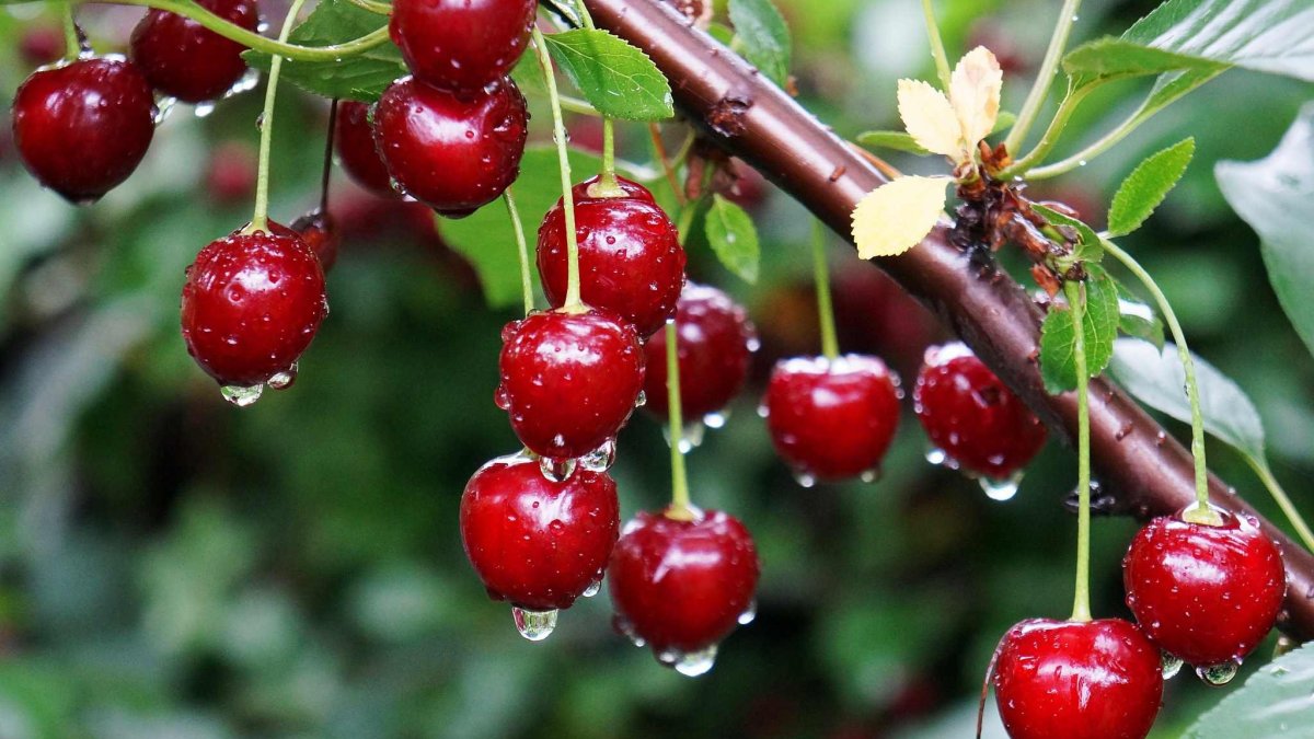 İstanbul'da enflasyon raporu: Temmuz ayı zam şampiyonu kiraz, ucuzluk lideri karpuz