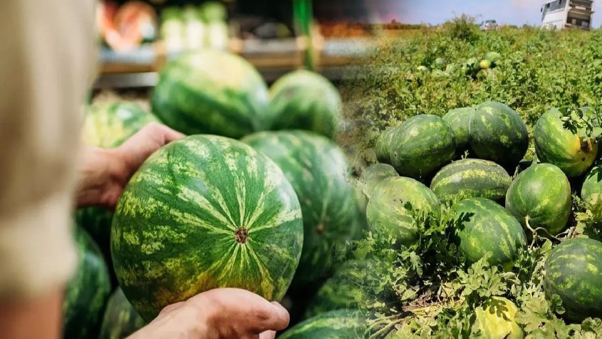 Marketten alınan her 10 liradan 6 lirası aracının cebine gidiyor! Çiftçinin isyanı: "Karpuzda yüzde 613 fark var!"