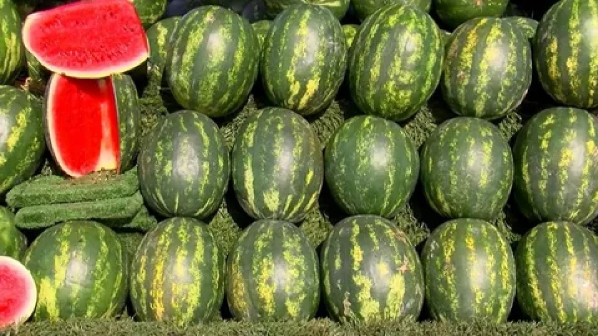 Karpuz seçiminde yapay zeka tartışması