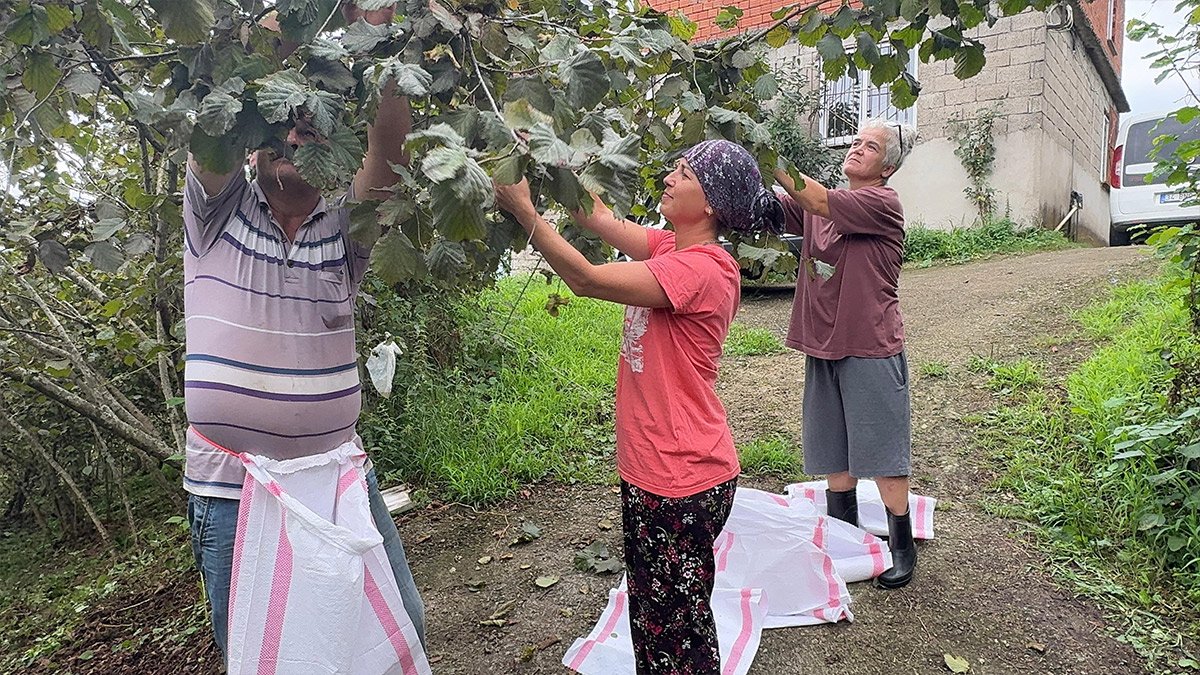 Trabzon ve Giresun'da fındık hasadı başladı
