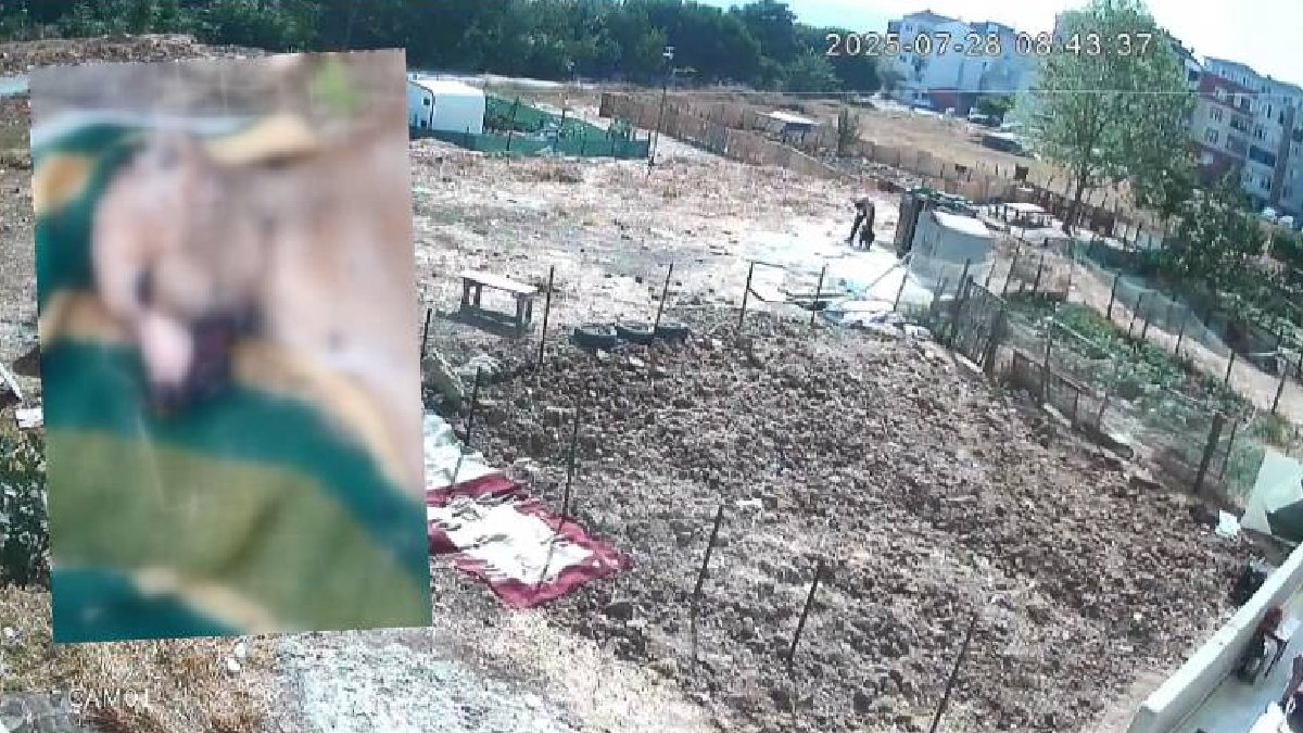 İstanbul’da korkunç olay: Köpeğe işkence edip öldürdü, diğerini yaralayıp kaçtı