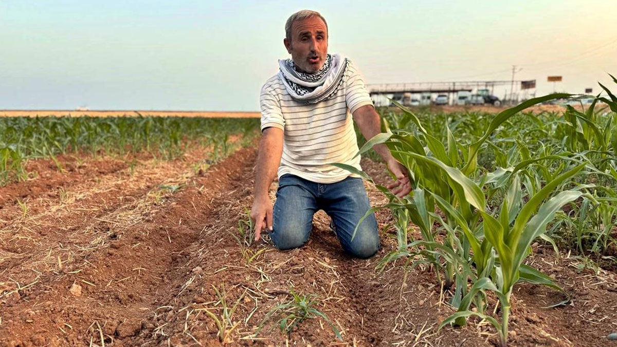 Aynı tarla, aynı su: Biri büyüdü, diğeri cüce kaldı! Gizemli mısır vakası mahkemelik oldu