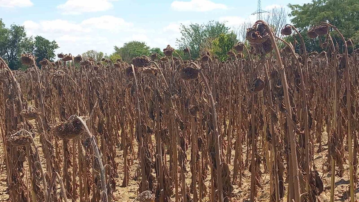 Ayçiçek yağında fiyatlar uçuşa geçecek! Trakya'nın altın tarlaları kurudu: Kuraklık ayçiçeği verimini vurdu