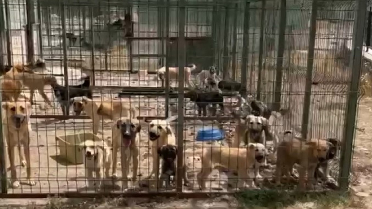 Gümüşhane'de barınakta vahşet! Köpekler susuzluktan birbirinin idrarını içiyorlardı