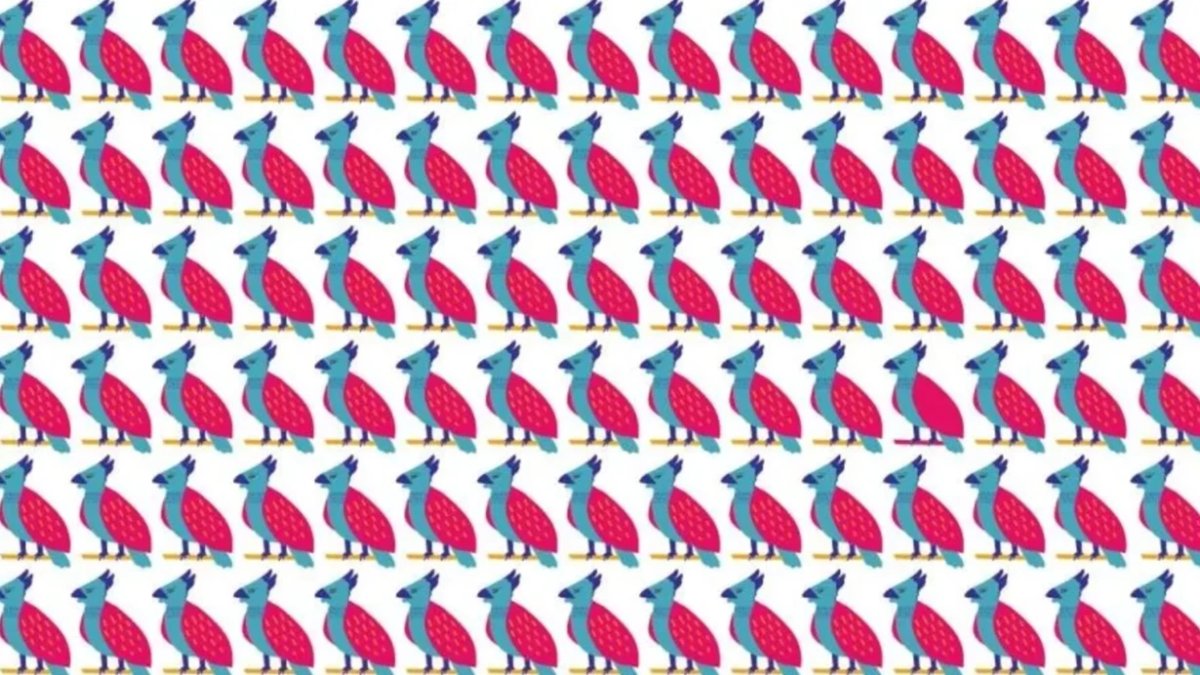 Görsel zekaya meydan okuyun: Bu kuşlar arasındaki farkı sadece 6 saniyede bulabilenler dahi sayılıyor