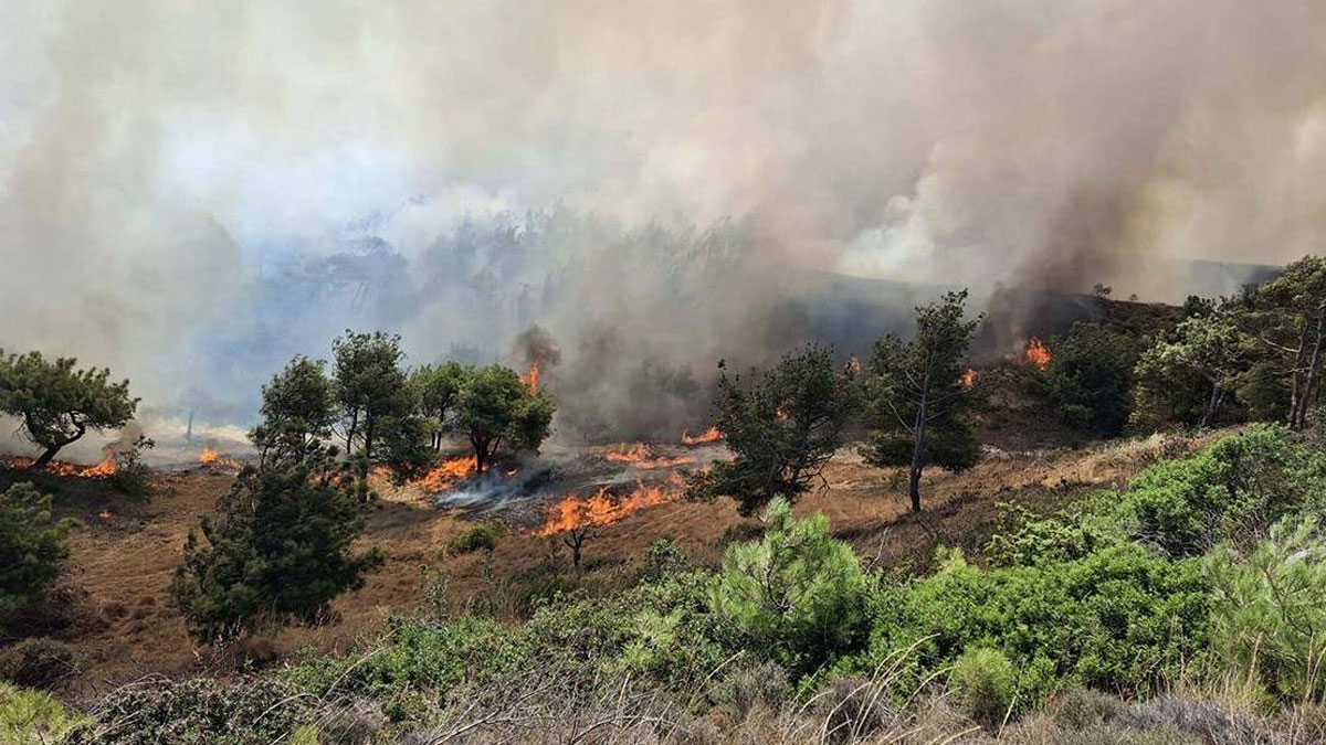 Çanakkale'deki yangının çıkış nedeni belli oldu