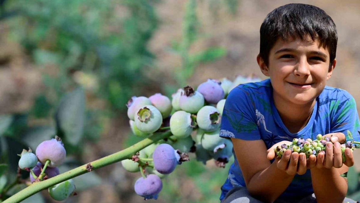 Çorak dendi, servet oldu! Kimse verim beklemezken altınla yarışır hale geldi: Kilosu 400 liradan satılacak