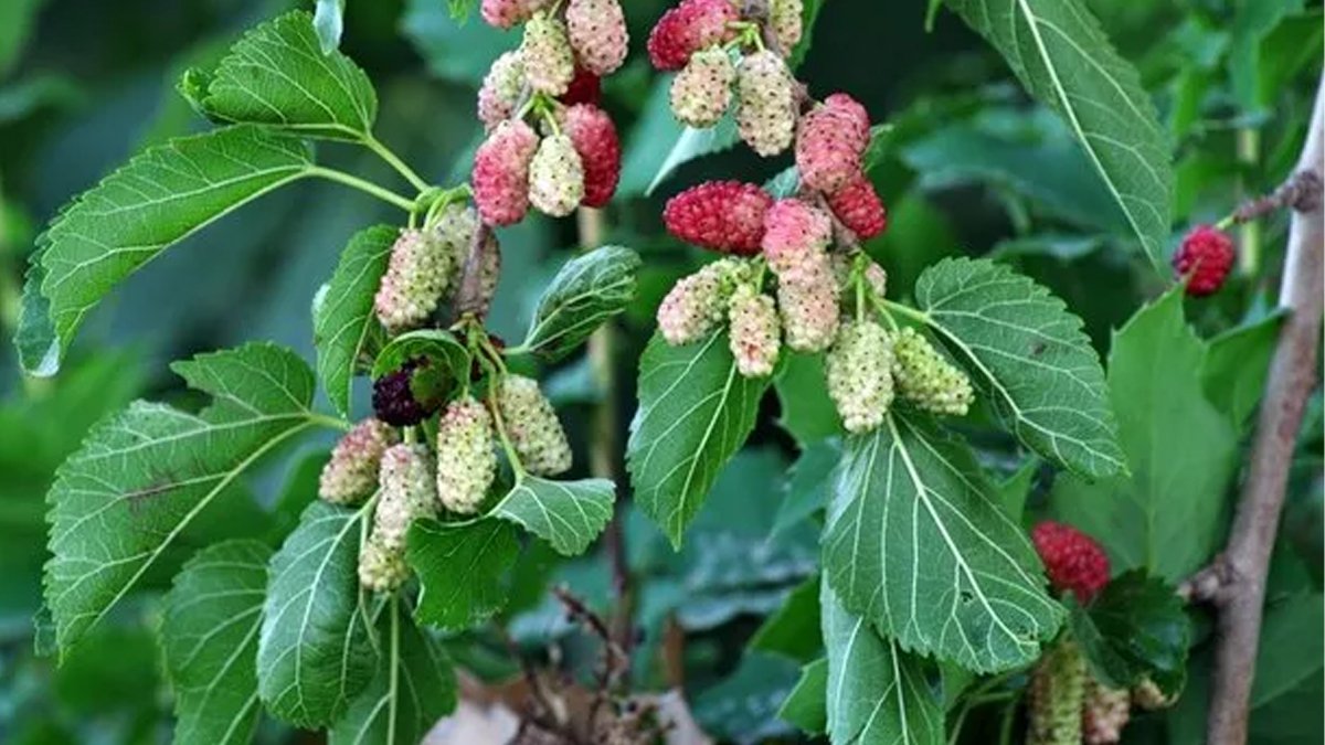Her gün bir avuç yiyin, vücudunuzdaki değişime inanamayacaksınız! Kalp krizi riskini ve iltihabı azaltıyor, kabızlığa birebir