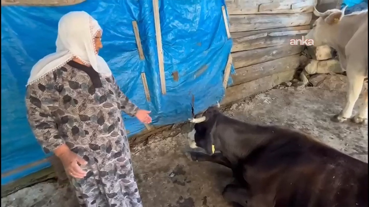 Şap hastalığı Kars ve Ardahan'ın ardından Artvin'i vurdu