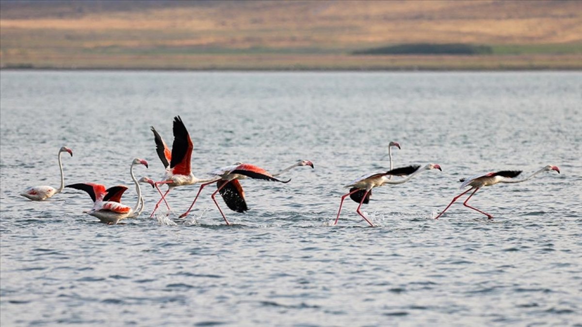 Van Gölü'nün pembeye bürüdüler! Yüzlercesi birden geldi: Fotoğraf tutkunları akın etti