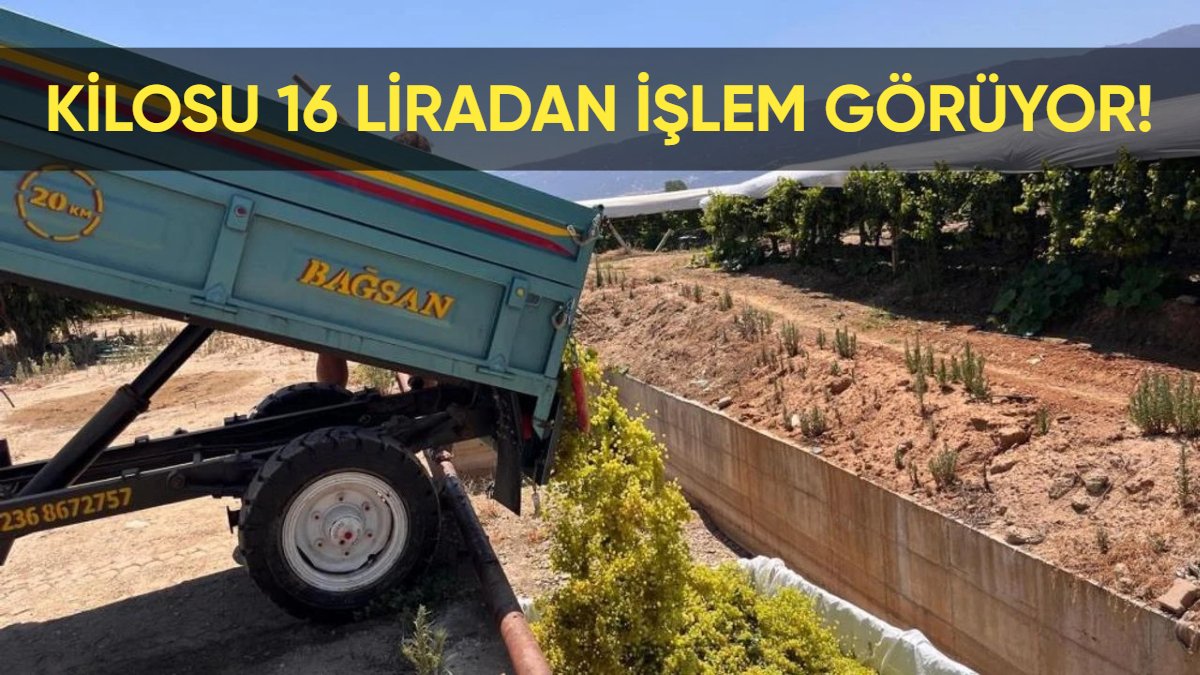 Şaraplık üzüm fiyatları uçuşa geçti! Üreticiler seviniyor: İşte kilosu 16 TL'ye çıkan üzümün sırrı