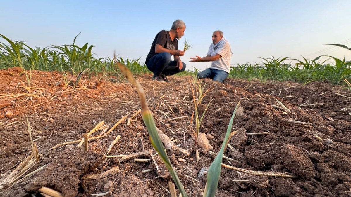 Şanlıurfa'da çiftçinin mısır kabusu: 400 bin TL'lik emeği çöp oldu! "Hakkımı mahkemede arayacağım"