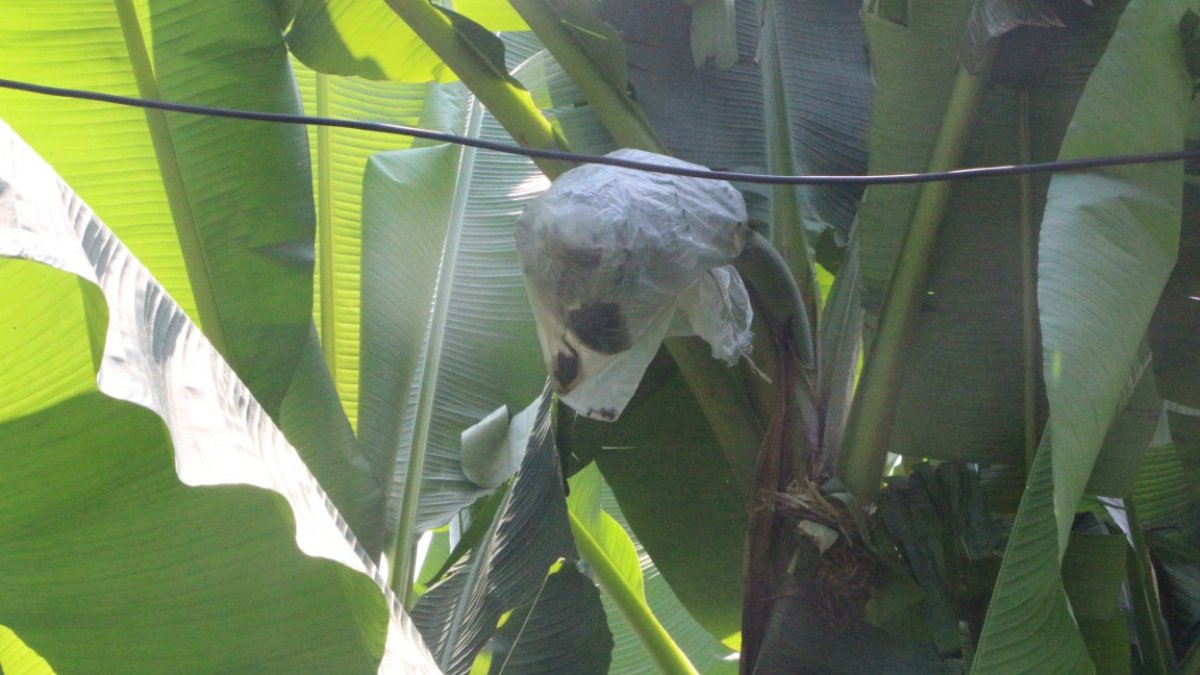 Rize'de bir ilk: Çay bahçesinde muz yetiştirdi, meyveleri tek tek poşetledi!