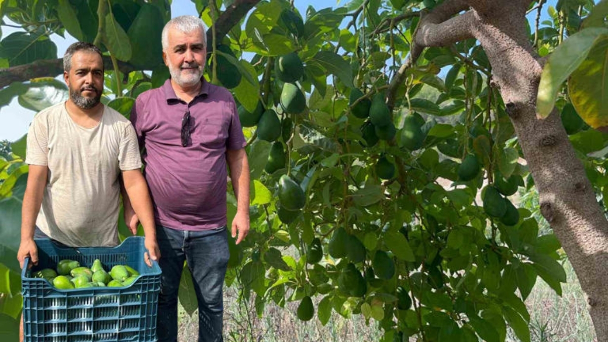 Türkiye'nin yeni gözdesinde hasat başladı! Kilosu değil tanesi 50 liradan satılıyor: Clifton cinsi avokado olarak biliniyor