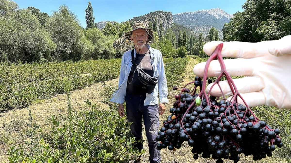 Avustralya’da emekli oldu Türkiye’de hayatını yeniden kurdu! Yıllar sonra dönen gurbetçi aronya üretimine başladı