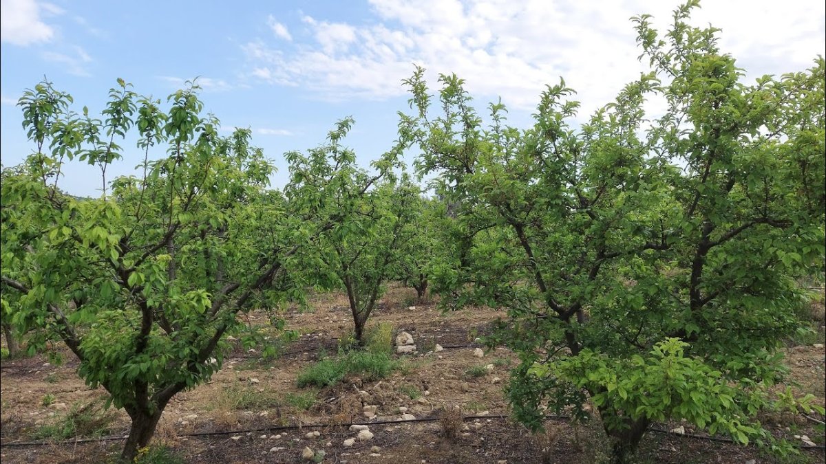 5 tanesi bir kilo yapıyor! Verim düştü ama kalitesi aynı:1 buçuk ton ürün topladılar, almak için çevre illerden geliyorlar