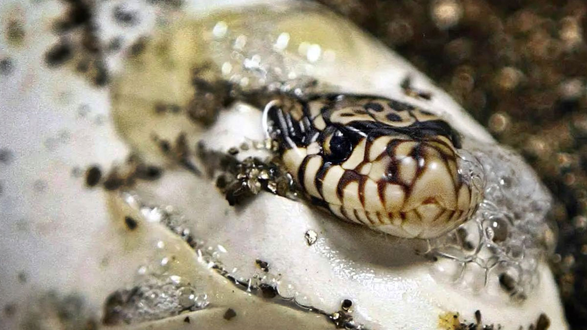 Yılanların hayatta kalma taktiği bilim dünyasını şaşırttı! Hayranlık uyandıran savunma