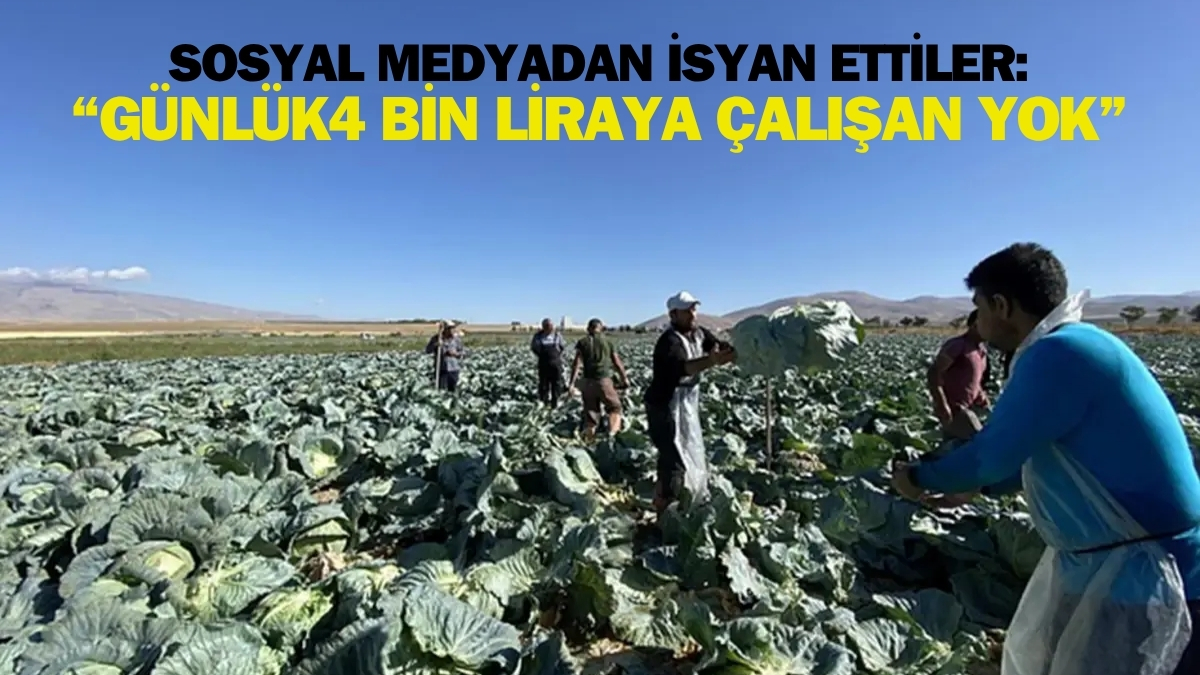 Günlük 4 bin lira veriliyor, işçi bulunamıyor! Hasat geldi, çalışan yok: “Çalışacak eleman arıyoruz”