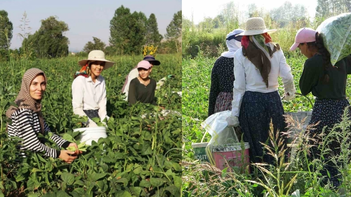 Coğrafi işaretle tescillendi, kadın girişimcilerin elinde değerlendi! Tarlada 30 markette 70 lira: Sofralarda yerini aldı