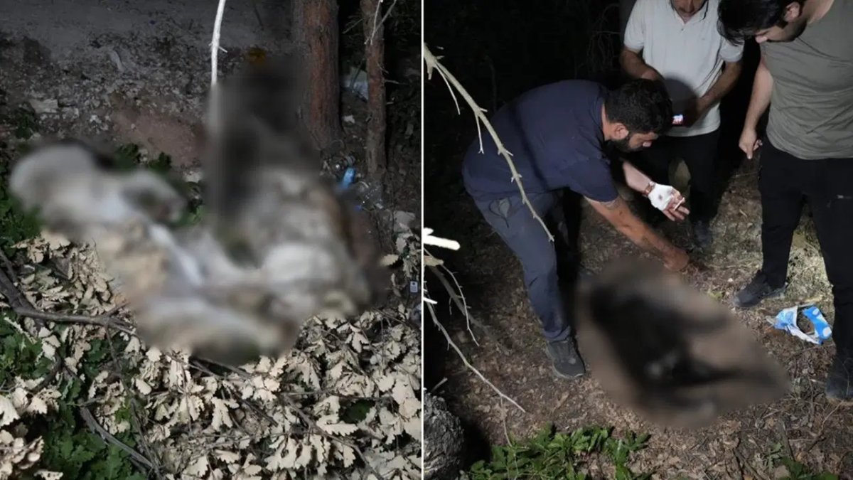 Gümüşhane’de hayvan katliamı iddiası: Barınak yakınında ölü köpekler bulundu