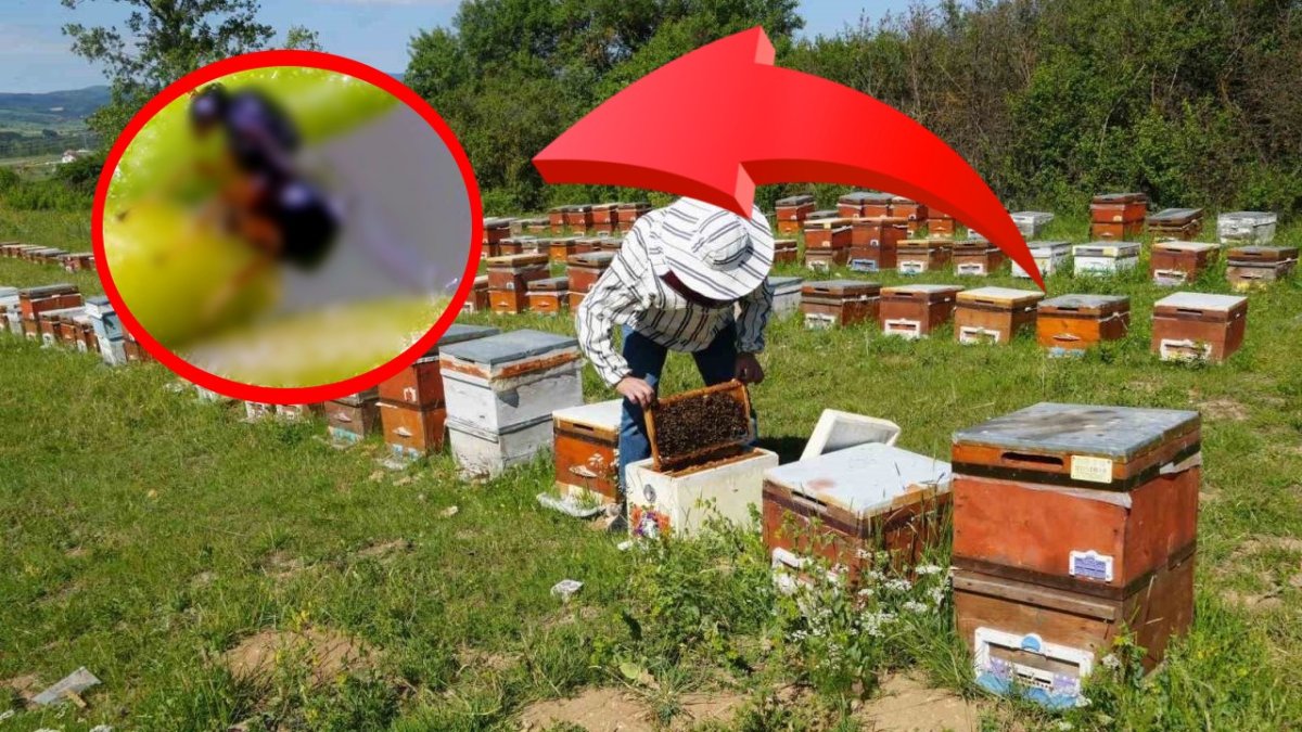 Kestane balı üretiminde büyük hüsran: O zararlı yüzünden rekolte dörtte birine düştü