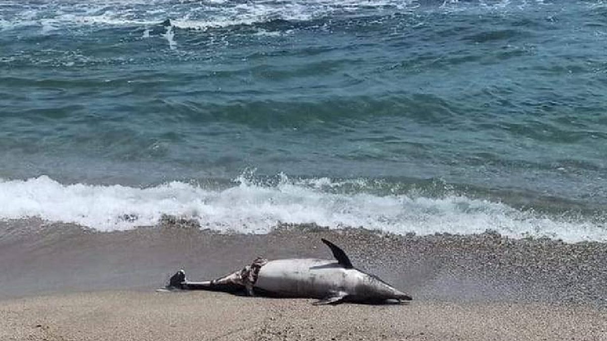 Tekirdağ sahiline ölü yunus vurdu