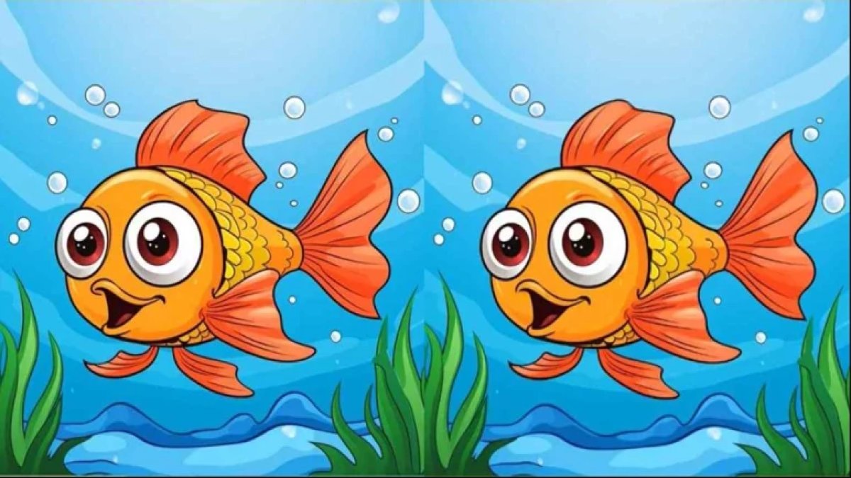 Sadece yüksek IQ sahipleri bu balıktaki farkları 11 saniyede görebiliyor: Denemeye hazır mısınız?