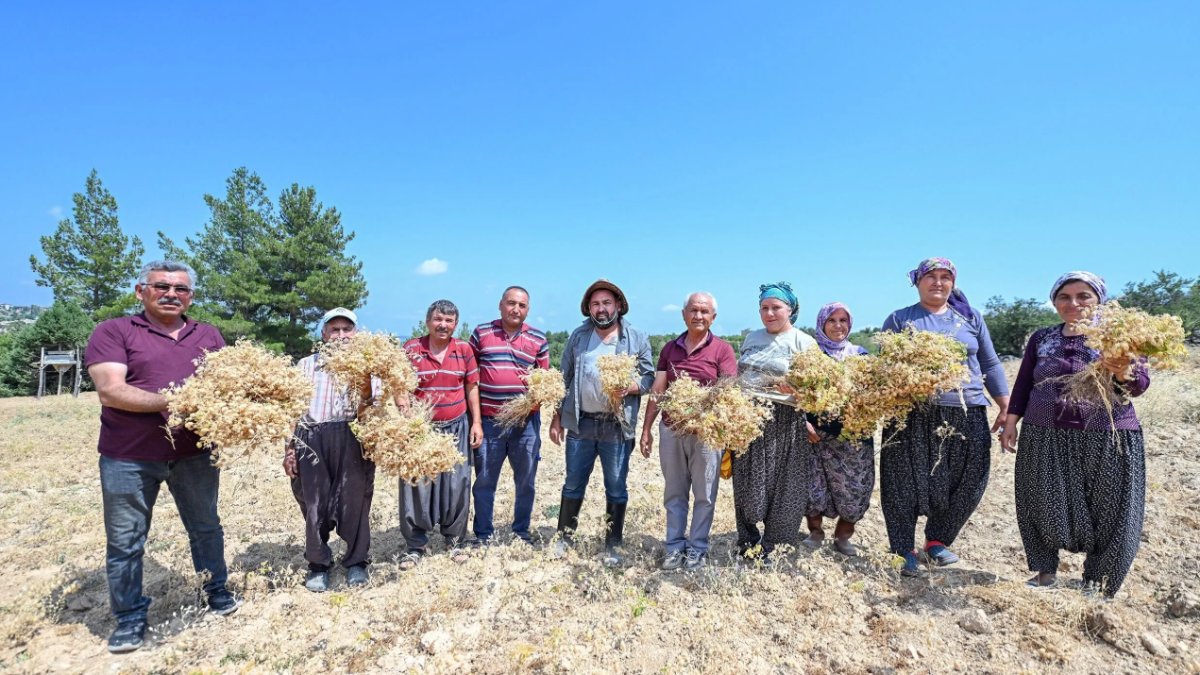 Mersin’de unutulmaya yüz tutmuş ata tohumları yeniden canlanıyor: Dağıtılan tohumlar hasat edilmeye başladı