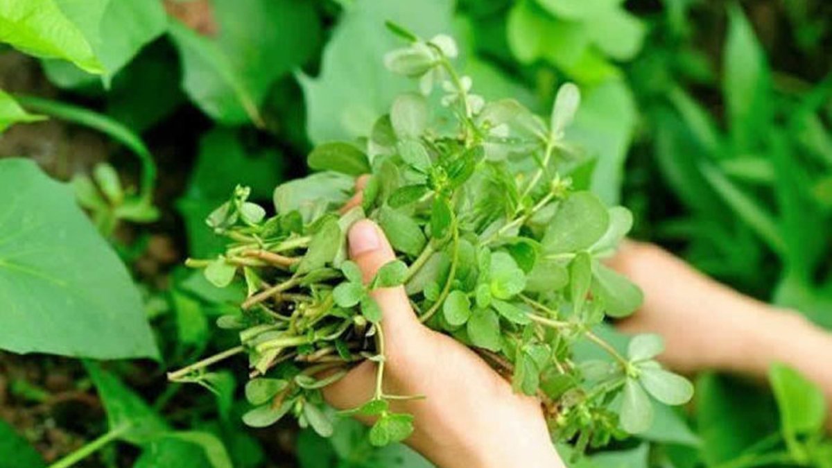 Uzmanlar Açıkladı: Yediğiniz en sağlıklı yeşillik kalp krizi riskini düşürüyor