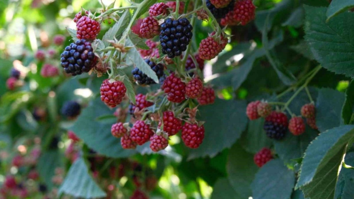 Türkiye’nin böğürtlen üssü o ilimizde hasat heyecanı başladı: Üreticiden ise fiyatlara isyan etti