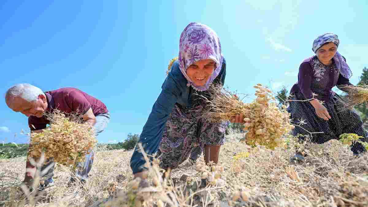 Atalık tohumlar geleceğe taşınıyor: Büyükşehirden 81 üreticiye toplam 4 bin 860 kilo nohut tohumu desteği