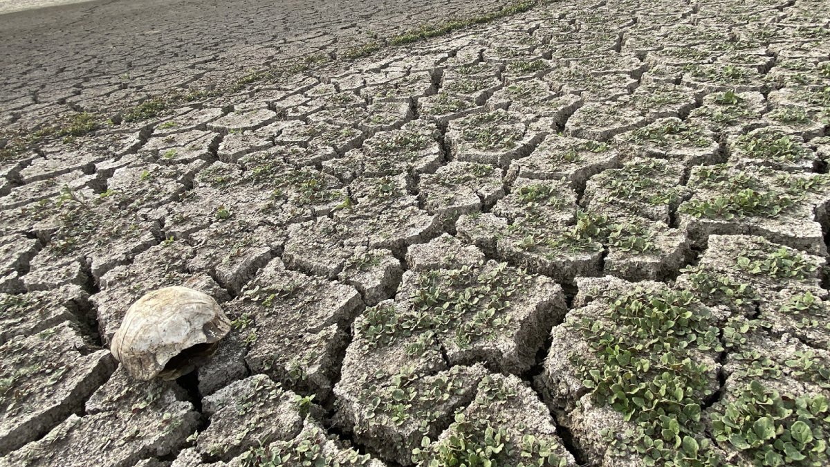 Yozgat’ta kuş cenneti Gelingüllü Barajı’nda sular çekildi