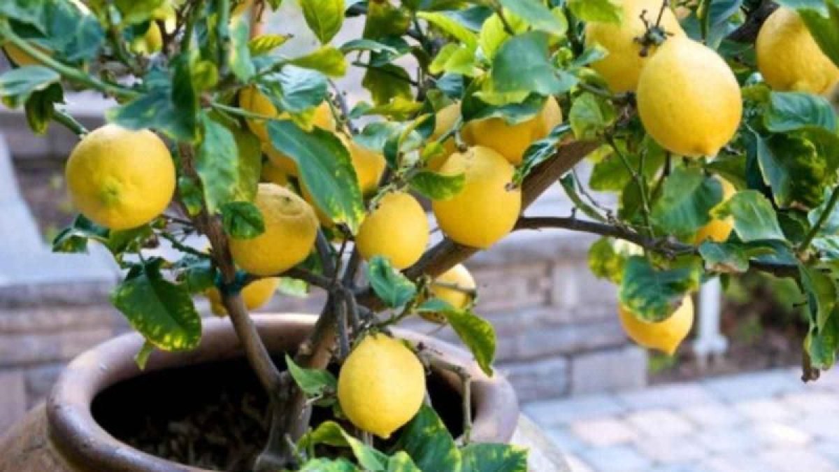 Evinizde limon ağacı yetiştirmek artık çok kolay: İşte püf noktaları...