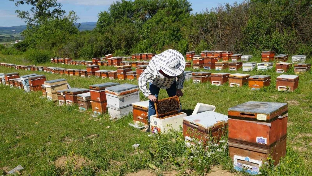 Rekolte azalıyor, fiyat artıyor! Hasat sonrası fiyatlar açıklandı: Kilosu 2 bin 500 liradan tezgahlara iniyor
