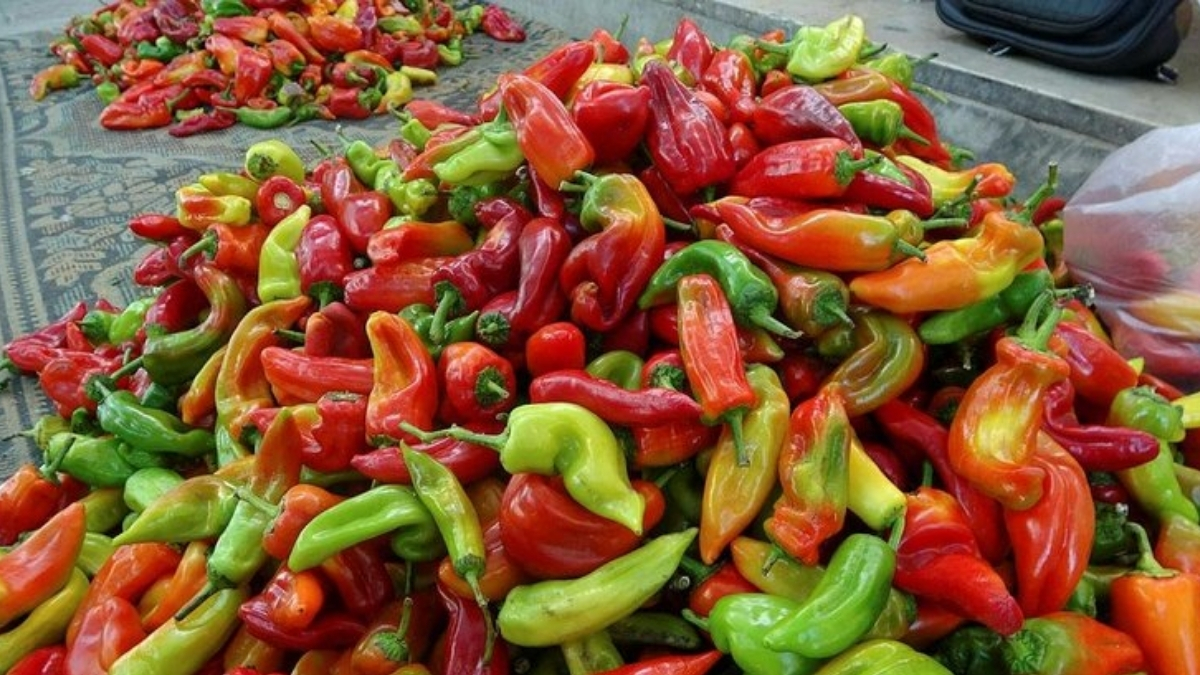 Hasat başladı, çiftçinin yüzü güldü! Denizli’nin coğrafi işaretli ürünü tezgaha iniyor: Gastronomi turizmine katkı sağlayacak