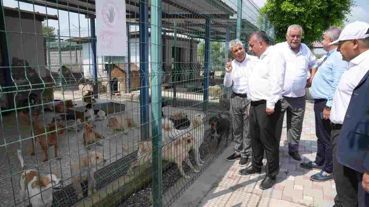 Başkan Vekili Güngör Geçer'den sokak hayvanları ile ilgili yeni düzenleme: Alındıkları yere bırakılmayacaklar...