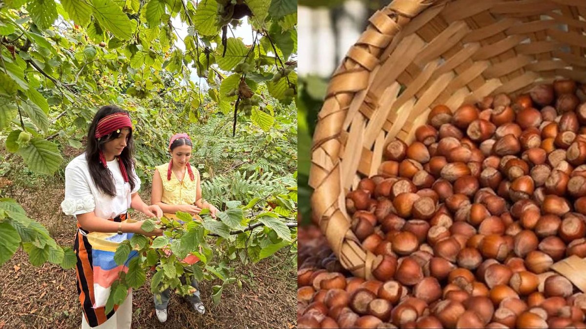 Trabzon’da coğrafi işaret tescilli lezzet: Foşa fındığı için hasat başladı, hedef Avrupa