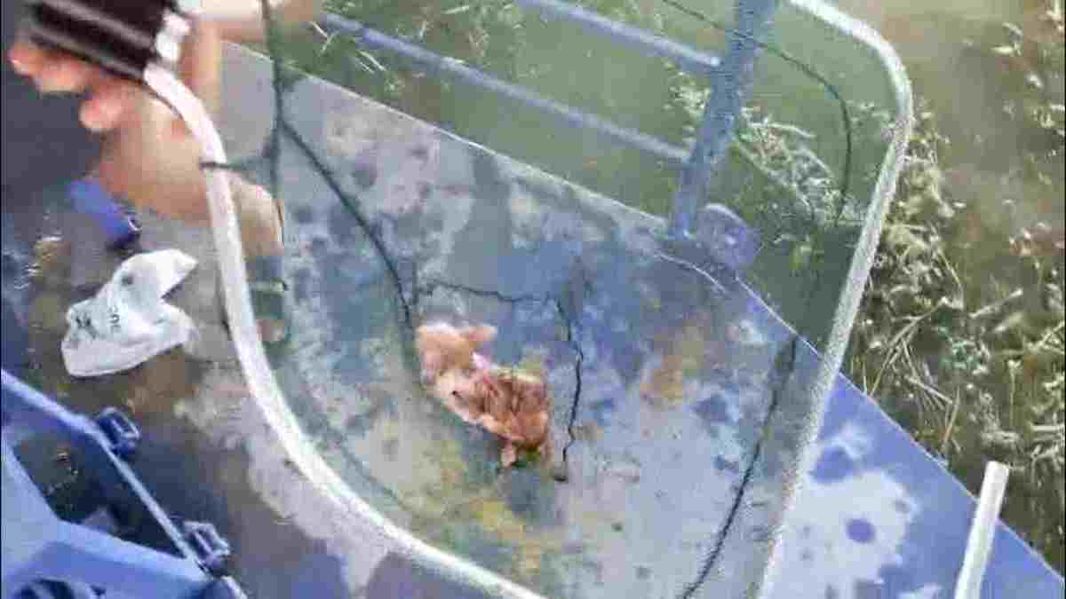 Büyükşehir ekipleri sazlıkların arasına düşen yavru kediye can oldu