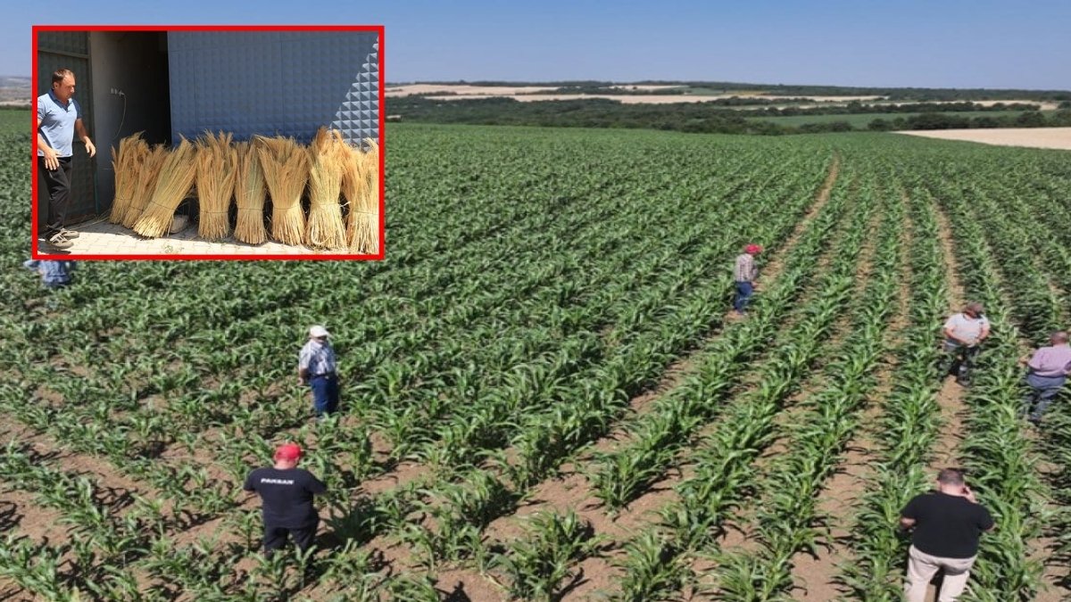 Kuraklığa meydan okuyordu, Edirne’den dünyaya yayılmaya başladı: 4 ayda 500 ton üretildi: Tonu 85 bin lira