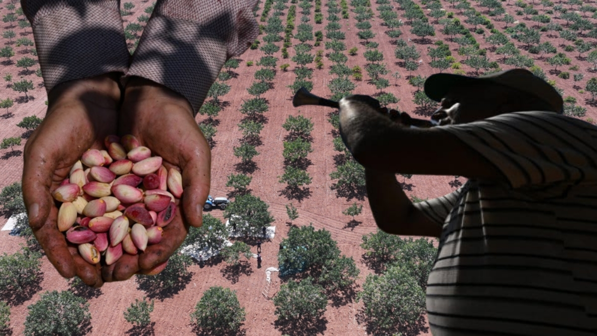 Yeşil altında hasat başladı, davul zurna ile toplandı! 45 derece sıcakta çalıştılar: Herkes için çok kıymetli