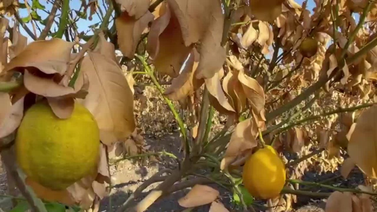 Zirai don ve rekolte kaybı piyasa dengelerini bozdu: Limon cep yakıyor, kilosu 150 lirayı aştı