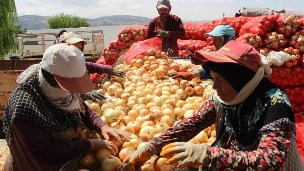 Amasya soğanı Avrupa'yı fethetti! Tarlada 5 TL'ye satılan ürün ihracat rekoru kırıyor!
