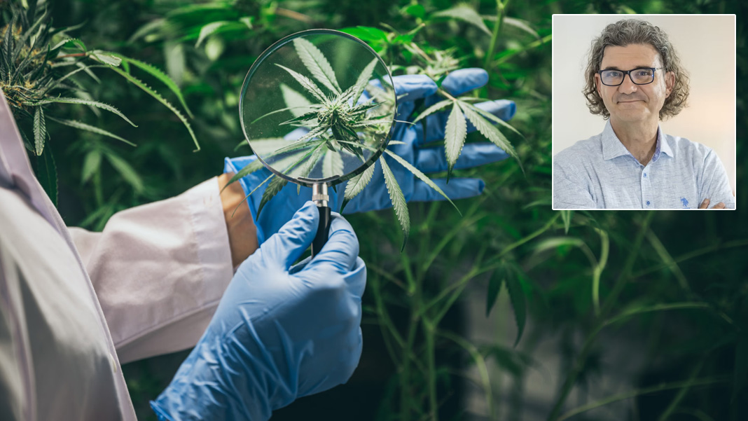 Tıbbi kenevir yasasına uzmanlardan tepki: 'Esrar yerine kenevir demek durumu masumlaştırmıyor'