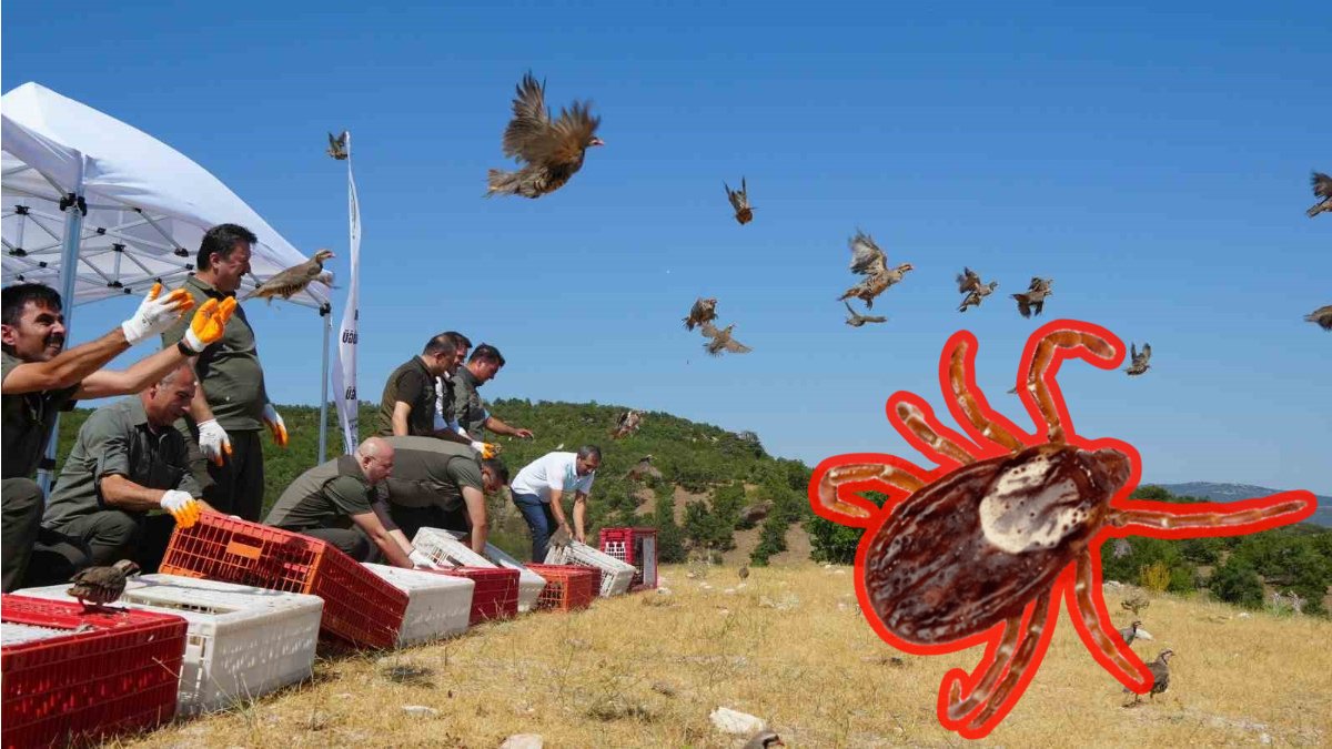 Kenelere karşı doğa seferberliği: Ormanlara 1 milyon keklik ve sülün bırakıldı