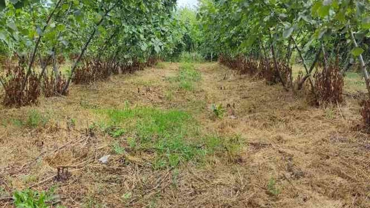 Üreticinin kabusu ortaya çıktı! İşte tehlikenin adı: Drakula