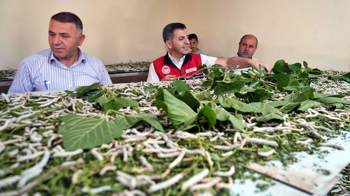 Yeni bir gelir kapısı: 50 günde binlerce lira kazanma fırsatı! Devletten alım garantisi var