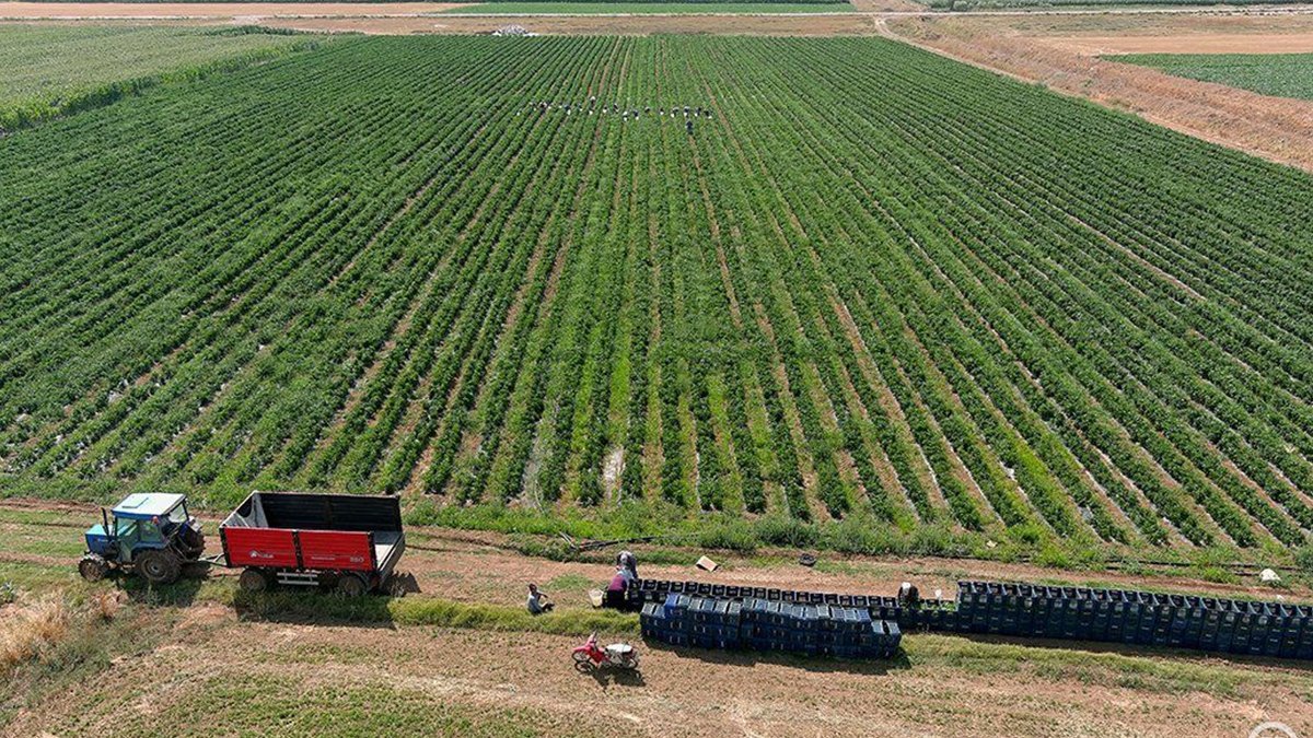 "Antalya değil, burada olmaz" dediler... Herkesi dinlemeyip tarlasına biber ekti, şimdi günde 14 ton topluyor!
